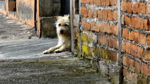 Imagen de archivo de un perro callejero