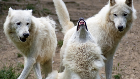 Lobos aullando