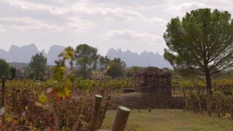 Vinyes de la DO Pla d'en Bages amb les muntanyes de Montserrat de fons