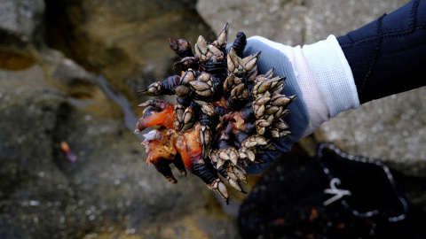 Un manojo de percebes recién recogidos en las rocas, en la Costa da Morte, cerca de Corne (A Coruña).