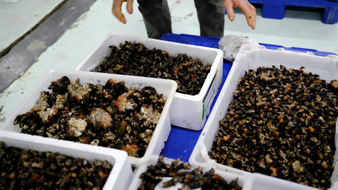 Cajas con percebes en la lonja del puerto de A Coruña.