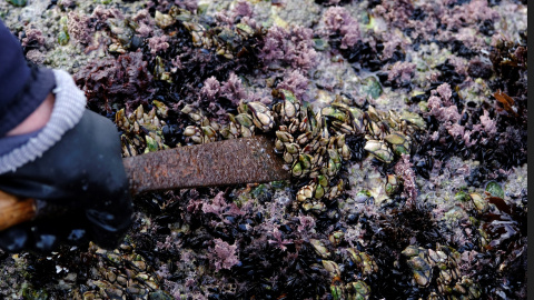 Un percebeiro utiliza una ferrada para recoger los percebes de las rocas, en la Costa Da Morte, cerca de Corme (A Coruña).