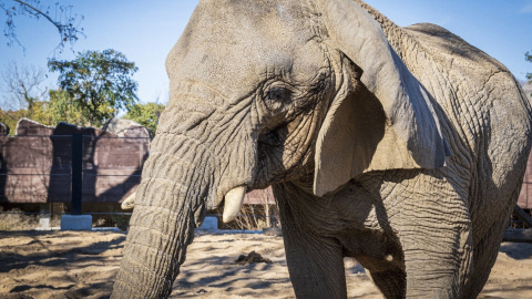 La elefanta africana Yoyo la más longeva de su especie del mundo, ha fallecido en el Zoo de Barcelona a una edad aproximada de 54 años