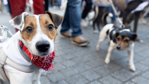 Dos perros pasean por Madrid, a 30 de diciembre de 2024.