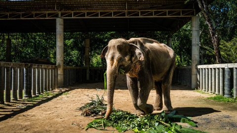 Imagen de archivo de un elefante de 72 años come en el Santuario de Elefantes de Phuket, Tailandia.