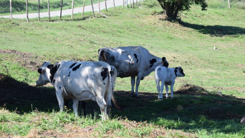 Algunas de las vacas rescatadas por el refugio La Manada Cántabra.