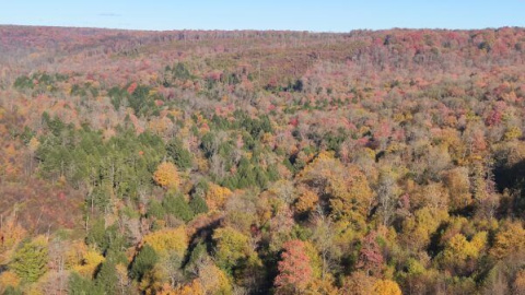 Un viaje por los inmensos bosques de Pensilvania y su cuidada gestión