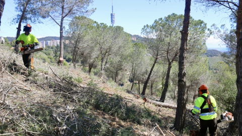 Operaris treballant en el desbrossament de vegetació amb la Torre de Collserola de fons