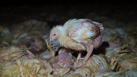 Un pollo camina sobre cadáveres de animales en una granja de Coimbra (Portugal).