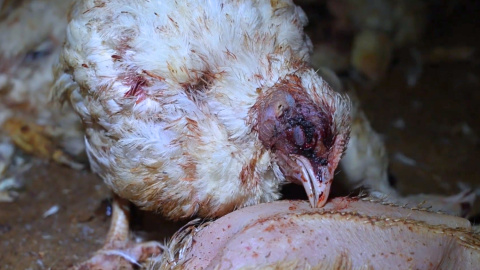 Un pollo con la cabeza ensangrentada en una granja de Coimbra (Portugal).