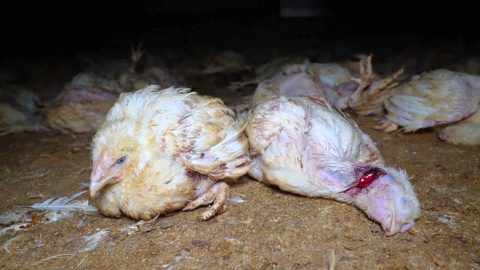 Un pollo junto a otro con el cuello cortado en una granja de Coimbra (Portugal).