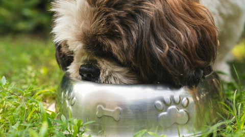 Alimentación BARF para perros: beneficios y precauciones