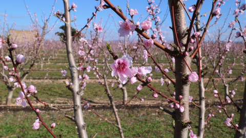 Flors de presseguers, en un camp de Benissanet