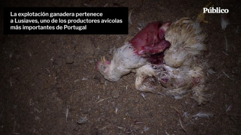 'La matanza de Coimbra', un caso de maltrato de animal en una granja de pollos portuguesa