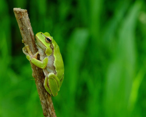 Adulto de Ranita de San Antón oriental (Hyla orientalis), Chernóbil (Ucrania). Mayo de 2018. Germán Orizaola