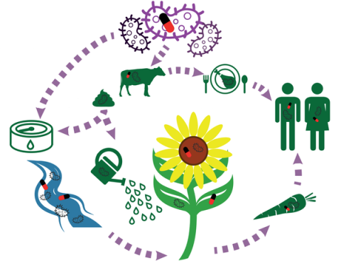  Diseminación de los genes de resistencia y bacterias resistentes a los antibióticos en agricultura. Asier Cantabrana, Author provided