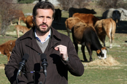  El presidente del PP, Pablo Casado, ofrece declaraciones a los medios, durante su visita a una explotación ganadera extensiva de vacuno en Navas del Marqués, a 14 de enero de 2022, en Navas del Marqués, Ávila, Castilla y León (España).- Rafael Bast