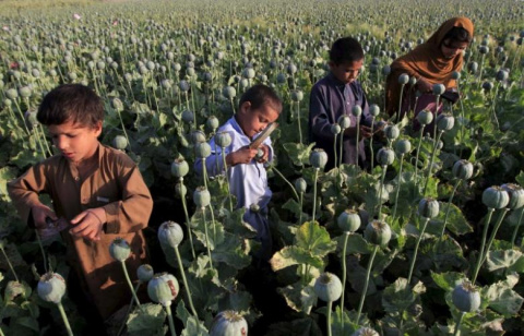  Niños afganos recolectan opio crudo en un campo de amapolas en las afueras de Jalalabad, abril 2015.- REUTERS/Parwiz