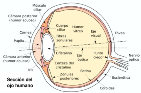 Ojo humano