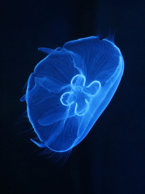 Moon jelly