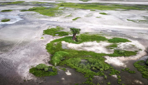  Esta vista aérea muestra un baobab durante la temporada de lluvias de Senegal en Palmarin el 30 de agosto de 2021.- JOHN WESSELS / AFP