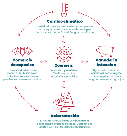  El ciclo de actividades humanas que contribuyen a la aparición de zoonosis. —Ana Capdepón/Público