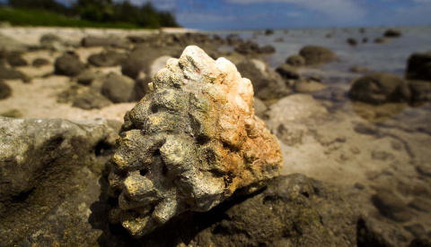  Esta fotografía tomada el 28 de agosto de 2012 muestra un pedazo de coral muerto en una playa en Avarua en Rarotonga, la más grande de las Islas Cook.- MARTY MELVILLE / AFP