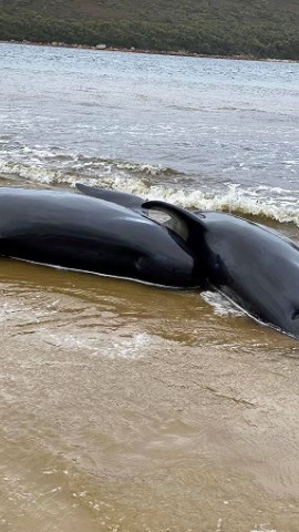 Las ballenas se encuentran atascadas en varios bancos de arena de la bahía de Macquarie, en el oeste de Tasmania. / Reuters