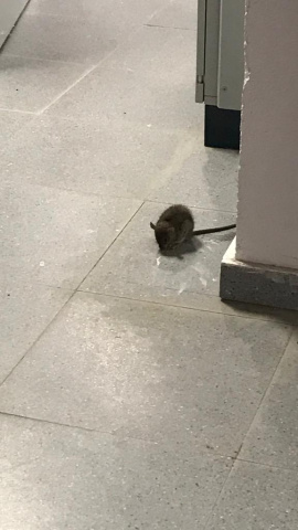 Una rata por las dependencias de la escuela infantil La Melonera, en Madrid.