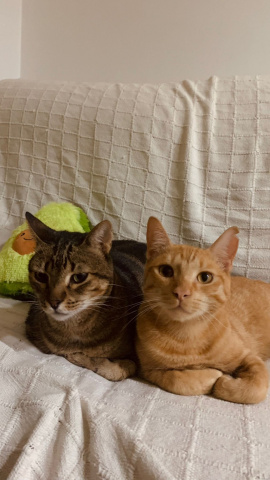 Freddie y Bowie, los dos gatos de Nuria durante las Fallas de València.