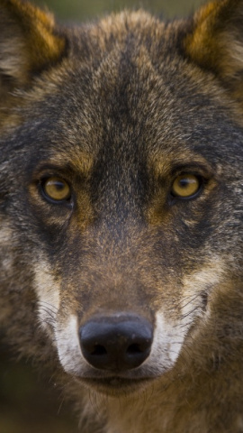 Retrato de un lobo ibérico en los bosques de España.