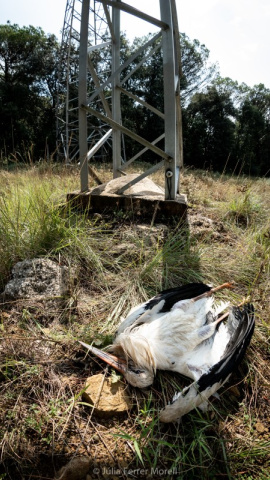 Una cigonya morta sota una torre elèctrica