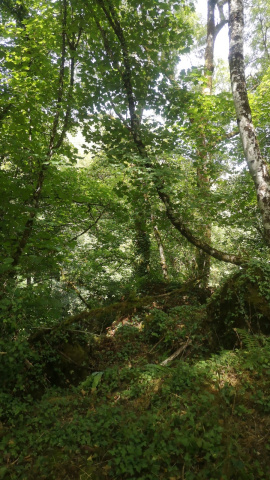 El verdor de un bosque gallego