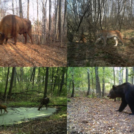 Bisonte europeo (Bison bonasus), lince boreal (Lynx lynx), alces (Alces alces) y oso pardo (Ursus arctos) fotografiados por las cámaras del proyecto TREE dentro de la zona de exclusión de Chernóbil (Ucrania). Proyecto TREE/Sergey Gaschack