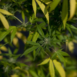  Vista de plantas de cannabis en la granja de producción de la Asociación de Investigación y Apoyo al Paciente de Cannabis Medicinal (APEPI) en Paty dos Alferes, estado de Río de Janeiro, Brasil, el 9 de septiembre de 2021.- AFP