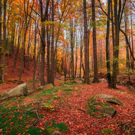  Un bosque en otoño. Pixabay