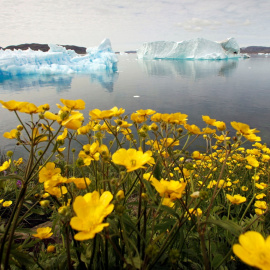 Flores silvestres en una colina con vista a un fiordo lleno de icebergs cerca de la ciudad de Narsaq, en el sur de Groenlandia. REUTERS/Bob Strong