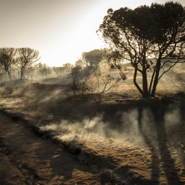 Aspecto del Espacio Natural de Doñana tras el incendio de 2017 en el paraje 'La Peñuela' de Moguer (Huelva). - EFE