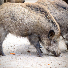  El Ayuntamiento de Málaga ha optado por controlar la población de jabalíes matándolos con flechas. - Pixabay