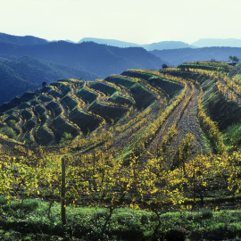 Paisatge del Priorat.