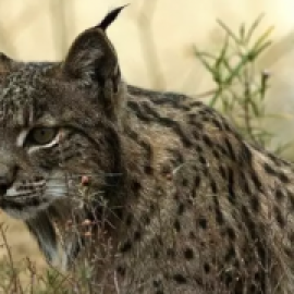 Muere atropellada una hembra de lince nacida este año en Toledo