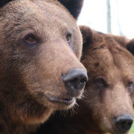 Los científicos analizaron la mordida de osos modernos, así como la de los fósiles de osos de las cavernas. / Pixabay