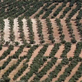  Olivares en Chiclana de Segura, cerca de Jaén. – Reuters / Jon Nazca