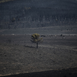 Vista de la zona vegetal afectada por el incendio de Losacio, a 19 de julio de 2022, en Ferreras de Abajo, Zamora, Castilla y León (España). Emilio Fraile / Europa Press