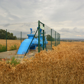 Camp de blat de Les Pallargues (La Segarra), on hi ha instal·lada l'estructura del reg, però no es pot fer servir per la normativa ambiental. FRANCESC REGUANT