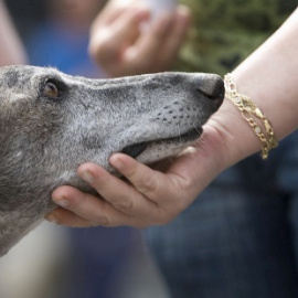 La Audiencia de Valencia prohíbe tener animales a un maltratador de perros. EFE/Archivo