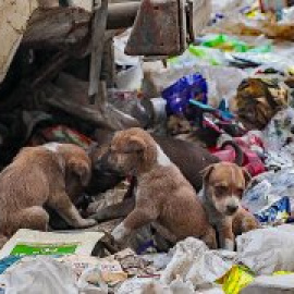 Los egipcios buscan una "solución final" para sacar de las calles a 15 millones de perros