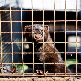 Des hace un mes se ha informado de visones infectados en varias granjas holandesas. / TheAnimalDay.org