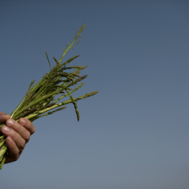 La mano de un agricultor sujeta un manojo de espárragos. AFP/Jorge Guerrero