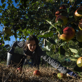 Una agricultora recoge frutas en Estrada, Galicia. AFP/Miguel Riopa